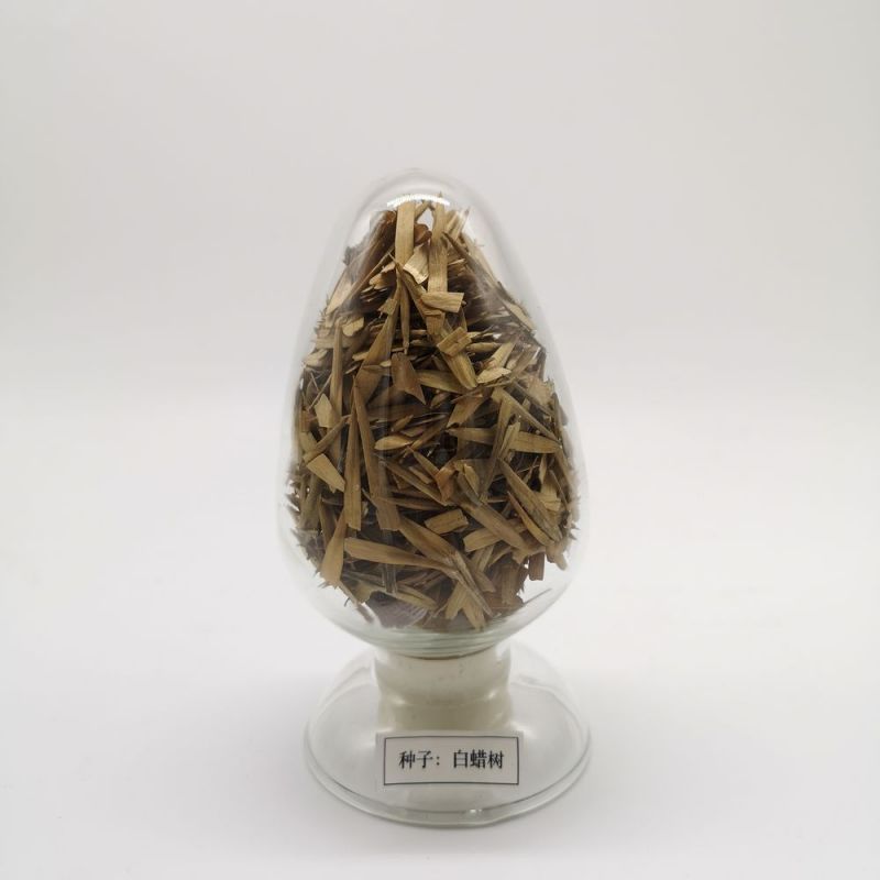 白蠟樹(shù)