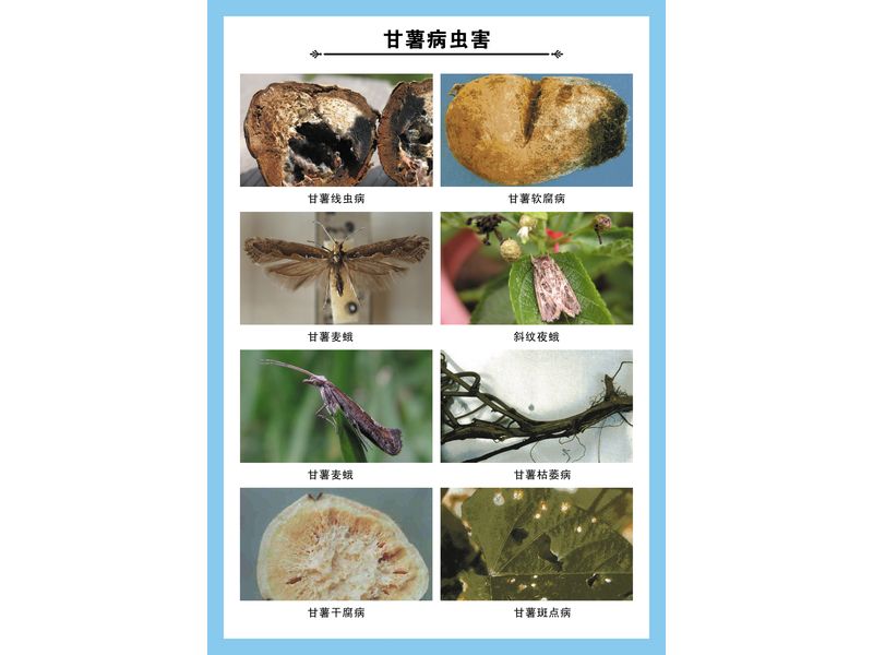 甘薯病蟲(chóng)害