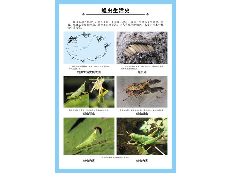 1蝗蟲(chóng)生活史掛圖
