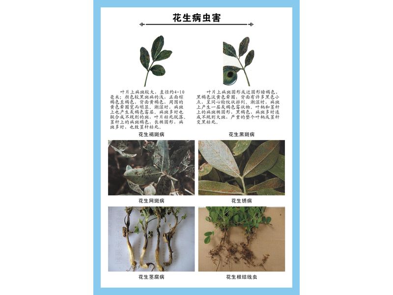花生病蟲(chóng)害掛圖