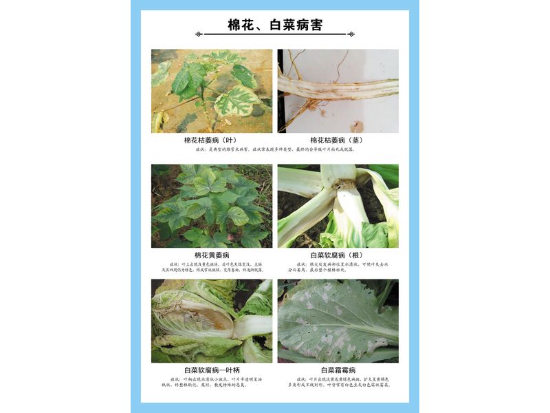 棉花、白菜病害掛圖