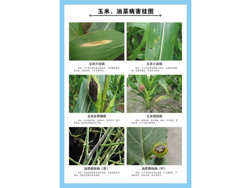玉米、油菜病害掛圖